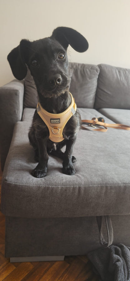 Kit Arnés y Correa para Perros